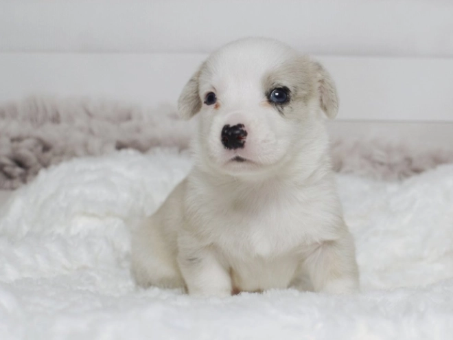 Welsh Corgi puppy for sale