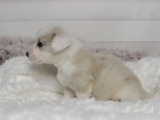 Welsh Corgi puppy for sale