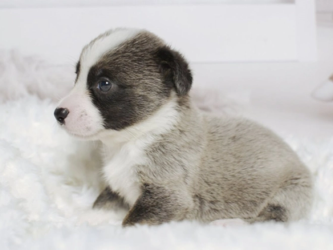 Welsh Corgi Welpe zu verkaufen