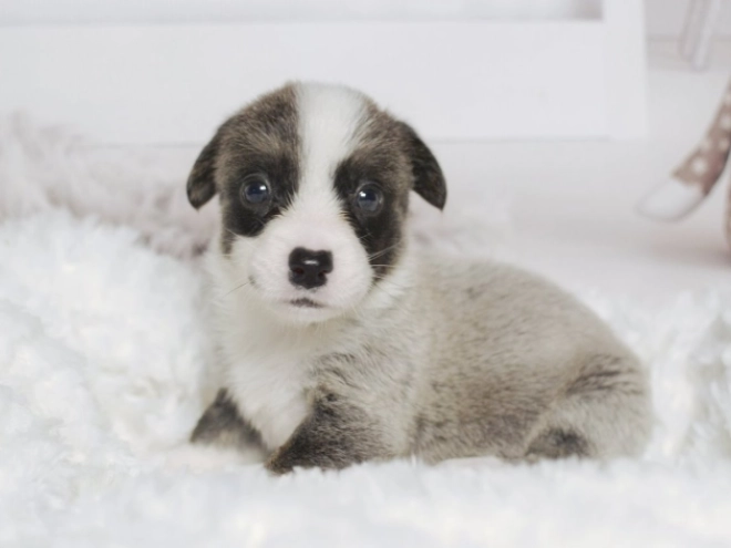 Welsh Corgi Welpe zu verkaufen