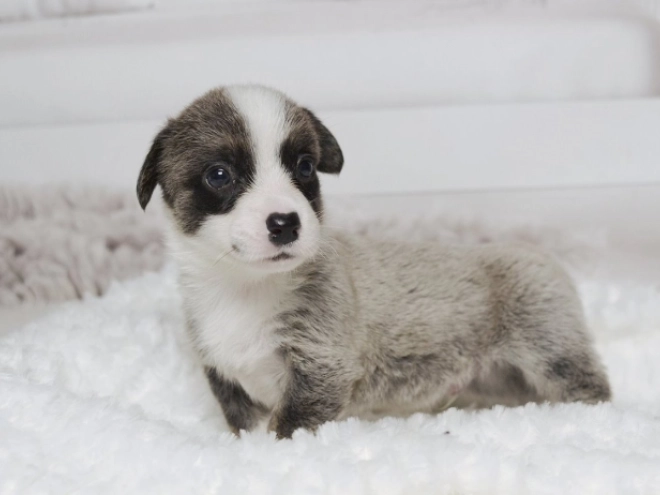 Welsh Corgi Welpe zu verkaufen
