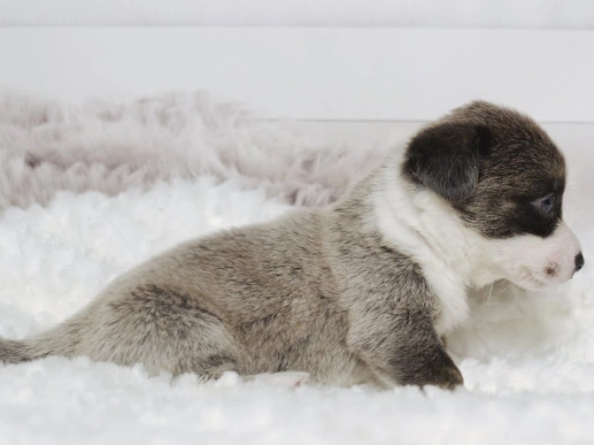 Welsh Corgi Welpe zu verkaufen