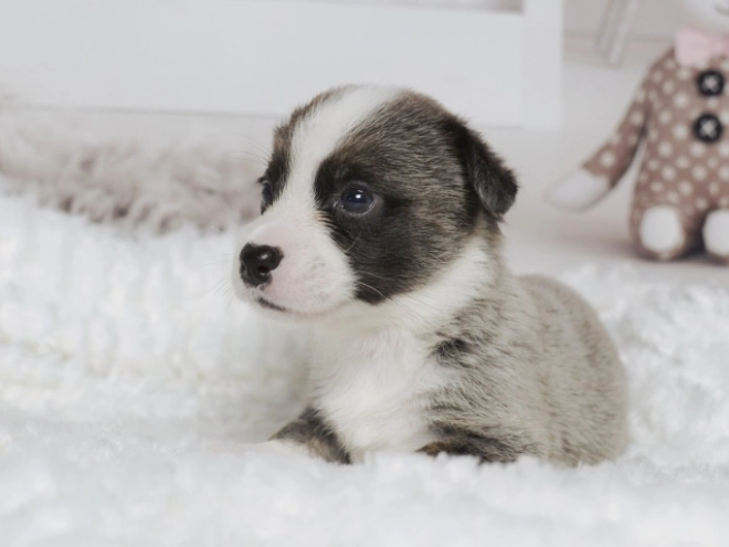 Welsh Corgi Welpe zu verkaufen