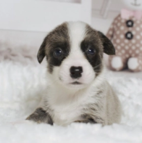 Perros Welsh Corgi en venta