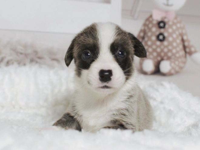 Welsh Corgi Welpe zu verkaufen