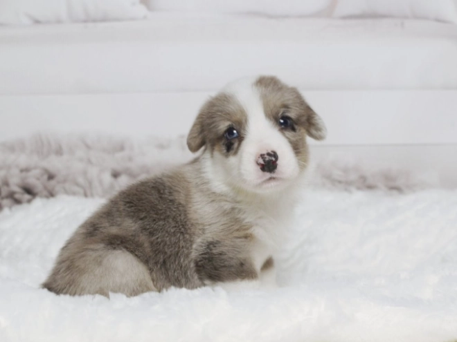 Perros Welsh Corgi en venta