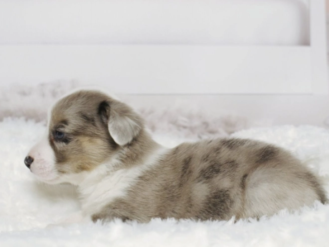Perros Welsh Corgi en venta
