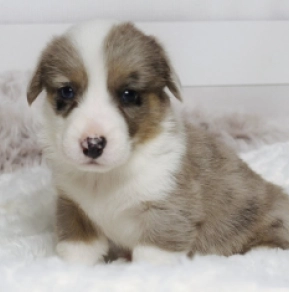Perros Welsh Corgi en venta