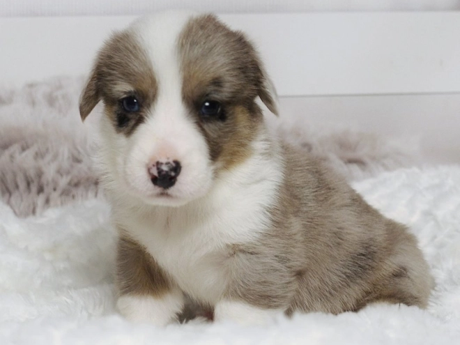 Perros Welsh Corgi en venta