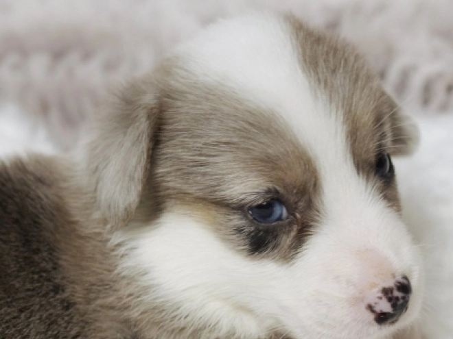 Perros Welsh Corgi en venta