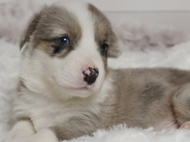 Perros Welsh Corgi en venta