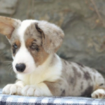 Happy – Cardigan, merle Welsh Corgi for sale