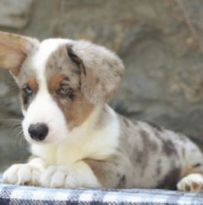 Welsh Corgi puppy for sale