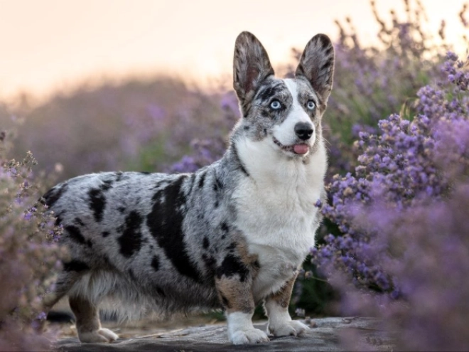 Welsh Corgi Welpe zu verkaufen
