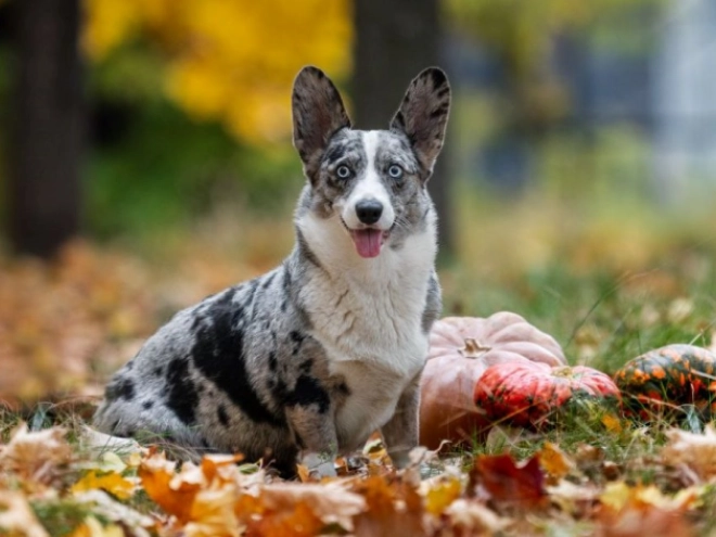 Welsh Corgi Welpe zu verkaufen