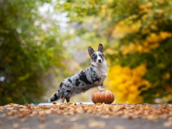 Welsh Corgi Welpe zu verkaufen