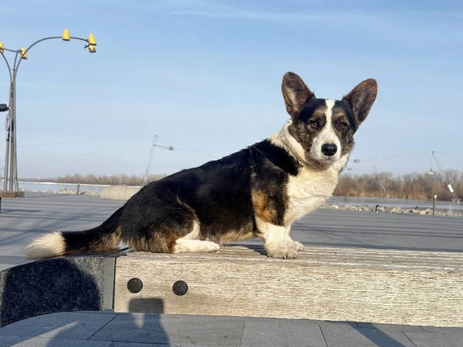 Welsh Corgi Welpe zu verkaufen