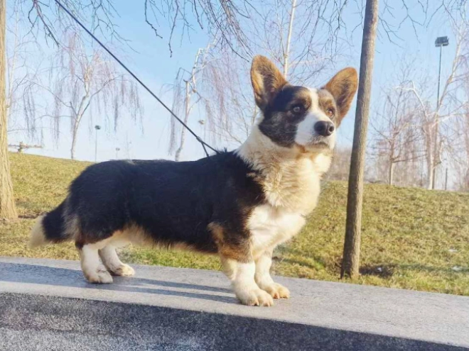 Welsh Corgi Welpe zu verkaufen