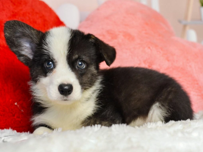 Welsh Corgi Welpe kaufen