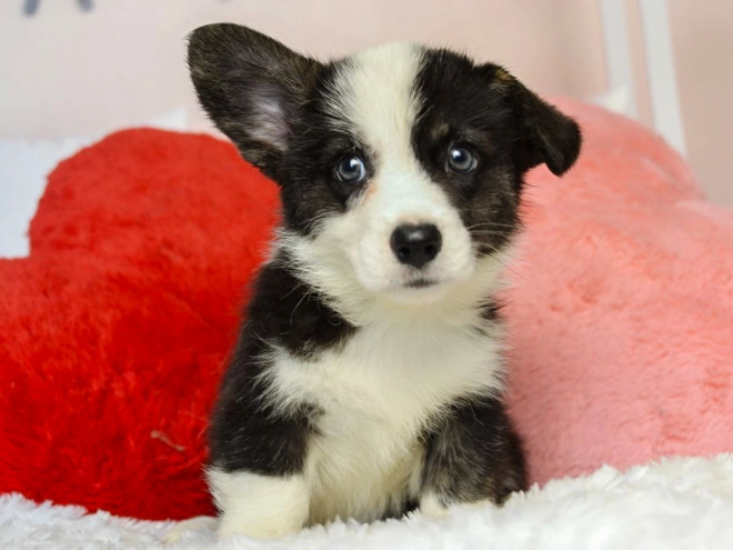 Welsh Corgi Welpe kaufen