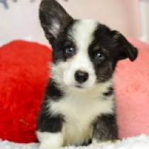 Rakiya, tricolor Welsh Corgi for sale