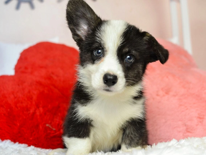 Welsh Corgi Welpe kaufen
