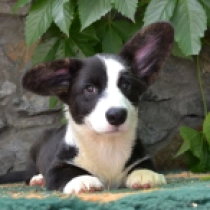 Rakiya, tricolor Welsh Corgi Welpen kaufen