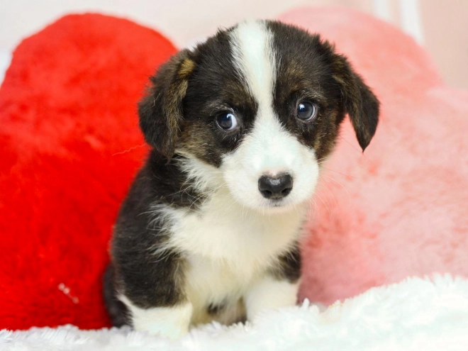 Welsh Corgi puppy for sale