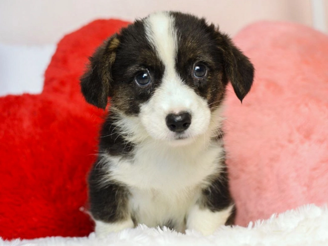Welsh Corgi puppy for sale