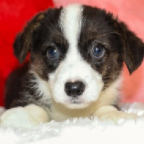 Rossini, tricolor Welsh Corgi for sale