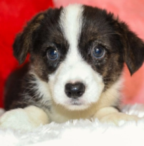Welsh Corgi puppy for sale