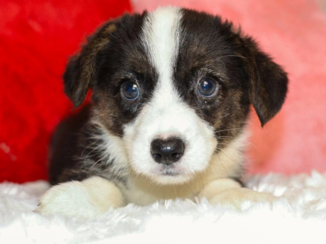 Welsh Corgi puppy for sale