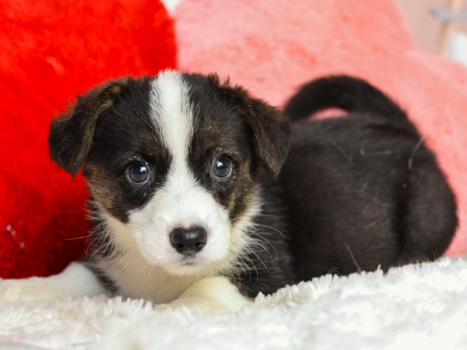 Welsh Corgi puppy for sale