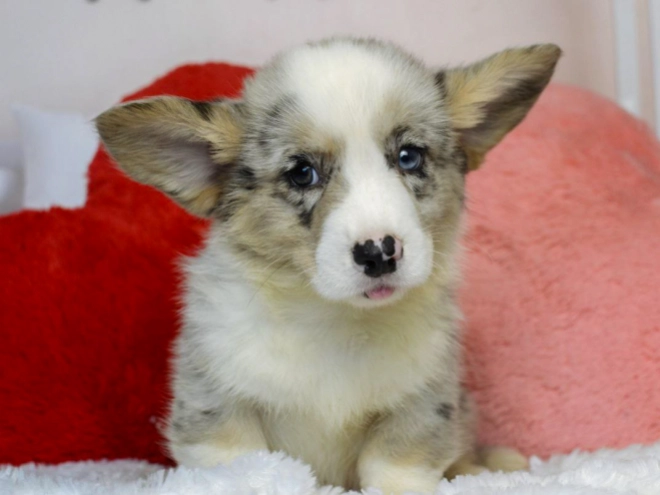 Perros Welsh Corgi en venta