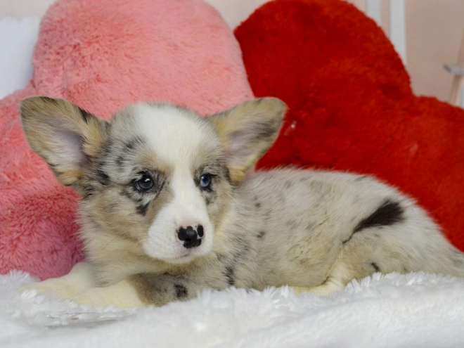 Perros Welsh Corgi en venta