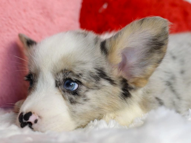 Perros Welsh Corgi en venta