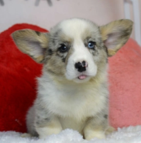 Welsh Corgi puppy for sale