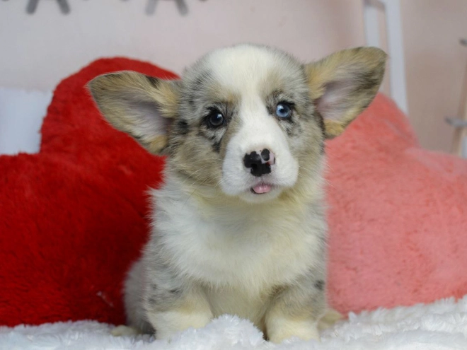 Perros Welsh Corgi en venta