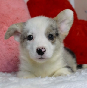 Welsh Corgi puppy for sale
