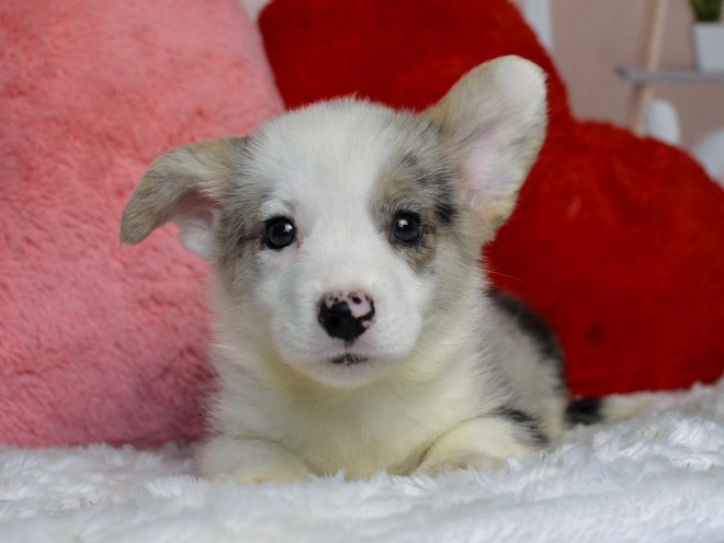 Perros Welsh Corgi en venta