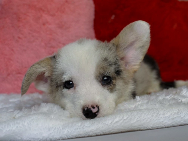 Perros Welsh Corgi en venta