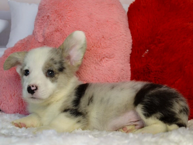 Perros Welsh Corgi en venta