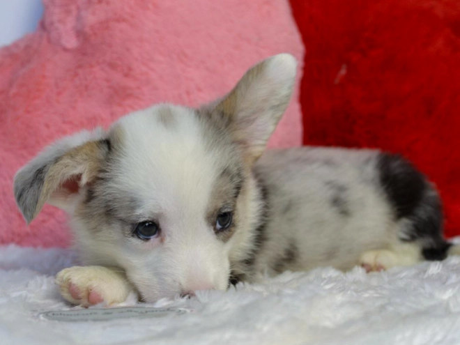Perros Welsh Corgi en venta