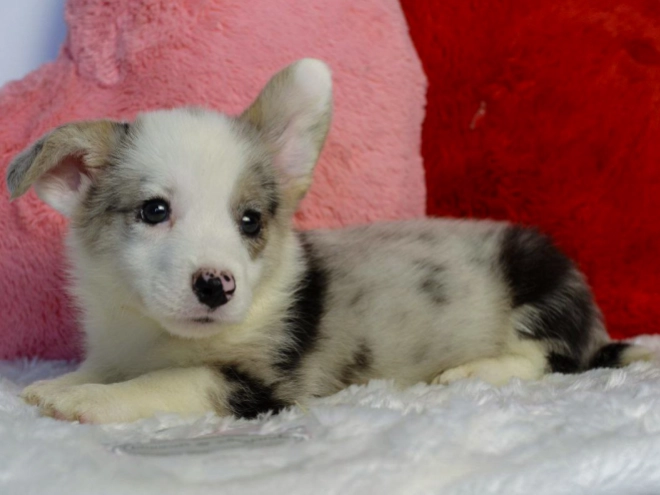 Perros Welsh Corgi en venta