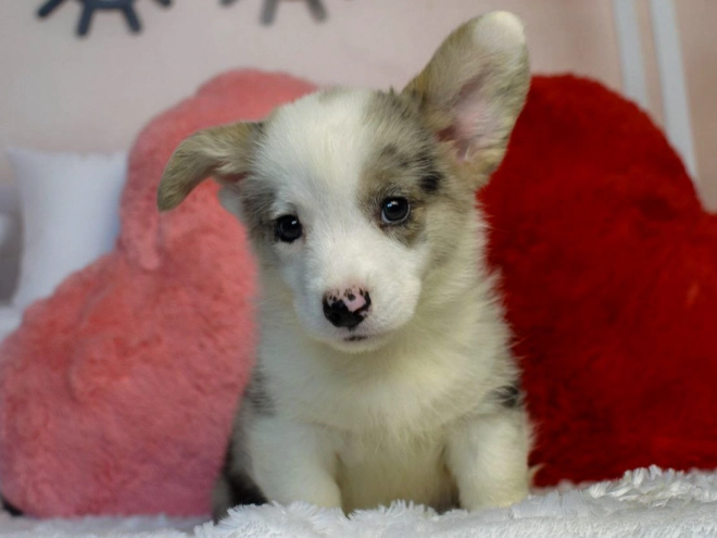 Perros Welsh Corgi en venta