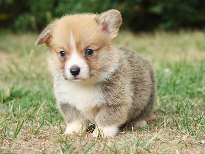 Welsh Corgi Welpe kaufen