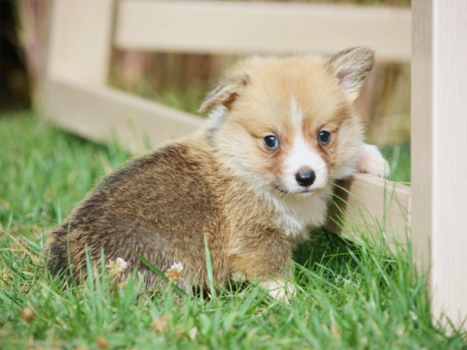 Welsh Corgi Welpe kaufen