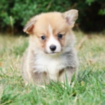 Basile, red Welsh Corgi for sale