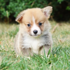 Welsh Corgi Welpe kaufen