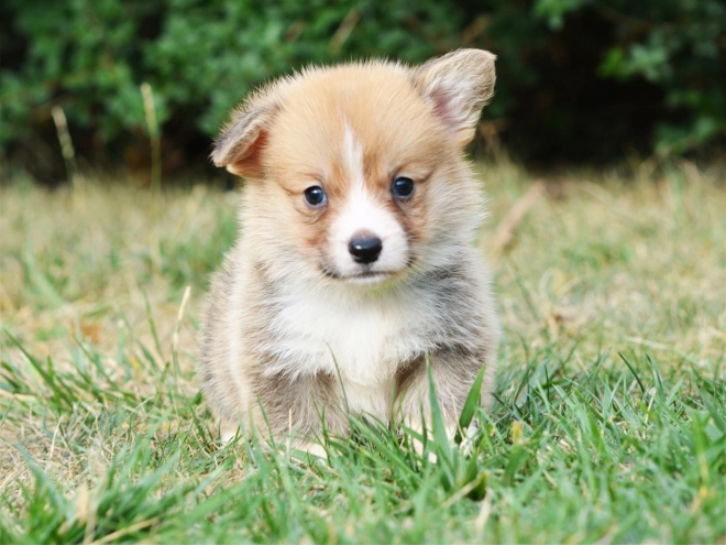 Welsh Corgi Welpe kaufen